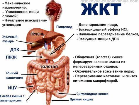 Диета ребенка после кишечного отравления