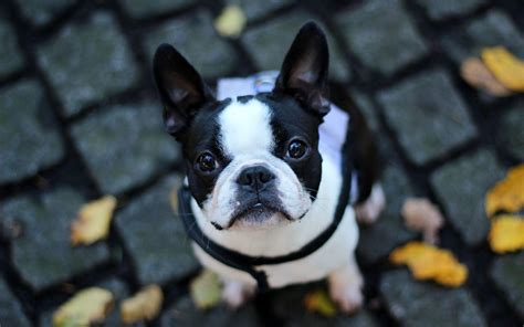 French Bulldog Wallpaper Hd