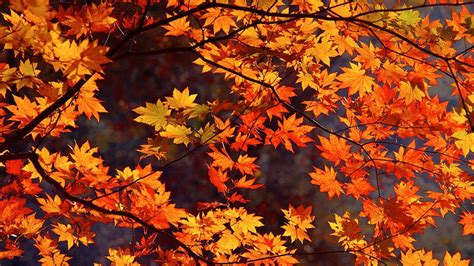 Fall Themed Wallpapers Desktop 61 Background Pictures