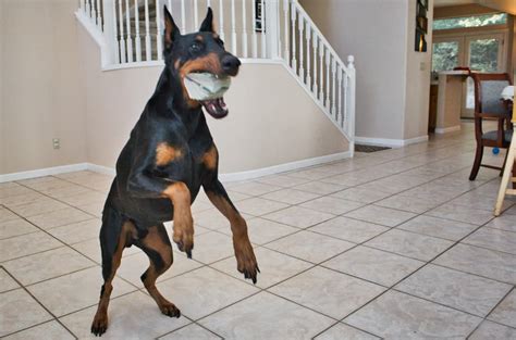 After a couple of weeks from birth, your pup can now tolerate 4 to 5 meals per day. How Much Does a Doberman Cost? Puppy Prices and Expenses ...