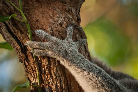 Koala Paws
