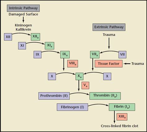 Heparin Physiology Pharmacology And Clinical Application