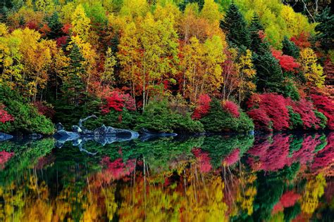 Bushes Forest Trees Purple River Leaf Autumn Wallpapers Hd