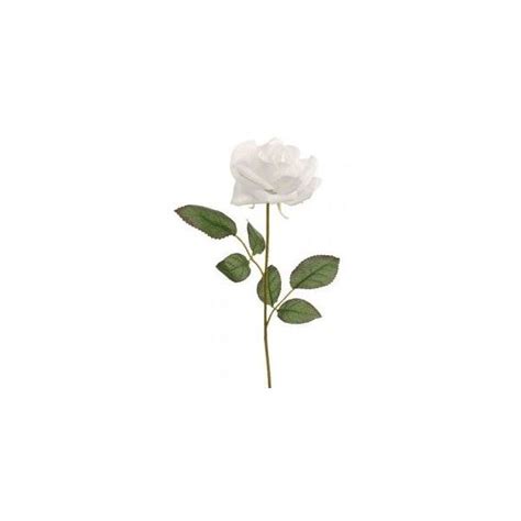 Pix For Single White Rose Stem White Roses Flowers