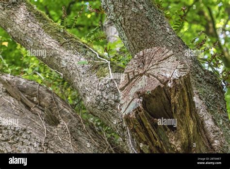 Cracked And Split Tree Cross Section Of A Lopped Tree Branch Stump As