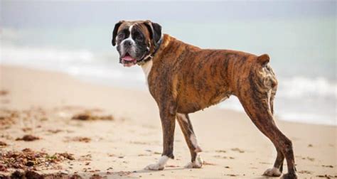 And since small and medium breeds can safely eat a wider selection of dry dog food… the dog food advisor has created a special list of foods that are best for each breed size. The 14 Best Dog Foods for Boxers  2021 Reviews 