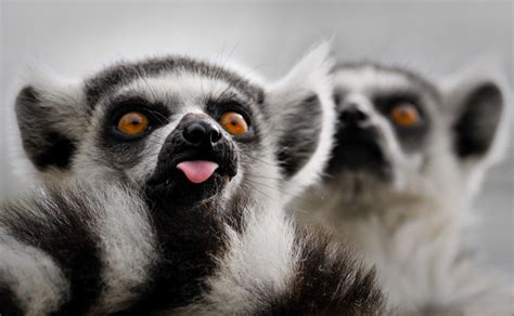 Lemur Tongue D3a2187 Steve Harris Flickr