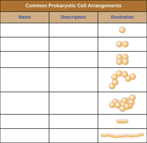 Microbiology Lab Common Prokaryotic Cell Shapes Diagram Quizlet