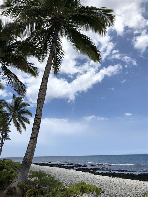 Hawaii Hawaii Palm Trees Beach Gambaran