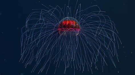 Jellyfish Colossal