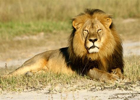 Cecil The Lion Research Scientists Studied The Lion For Years Video