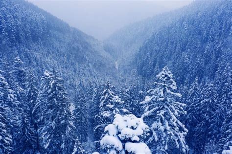 Snow Capped Mountain Peaks And Coniferous Forest Wonderful Winter