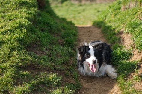 Border Collie Lying Down And Waiting In The Shade Stock Image Image