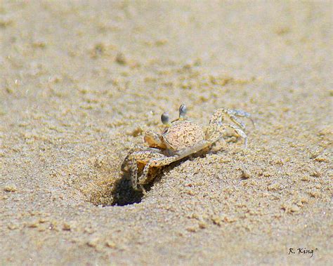 Sand Crab Digging His Hole Photograph By Roena King