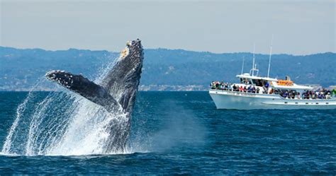 Whale definition, any of the larger marine mammals of the order cetacea, especially as distinguished from the smaller dolphins and porpoises, having a fishlike body, forelimbs modified into flippers. Whale Watching