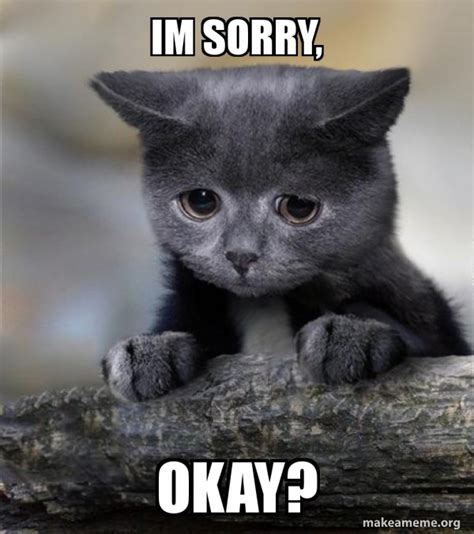 Im Sorry Okay Confession Cat Meme Generator