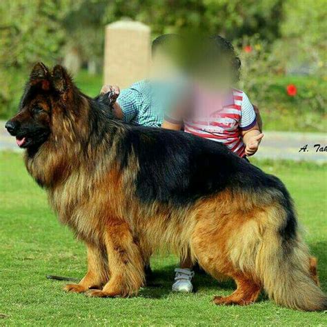 Are German Shepherds Long Haired