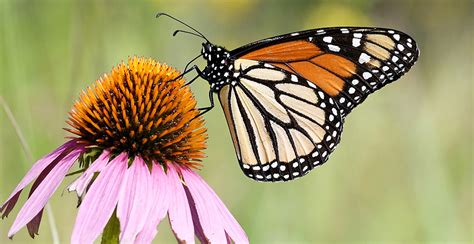 can cooperation save the monarch butterfly law and the environment
