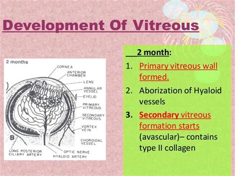 Vitreous Anatomy And Physiology