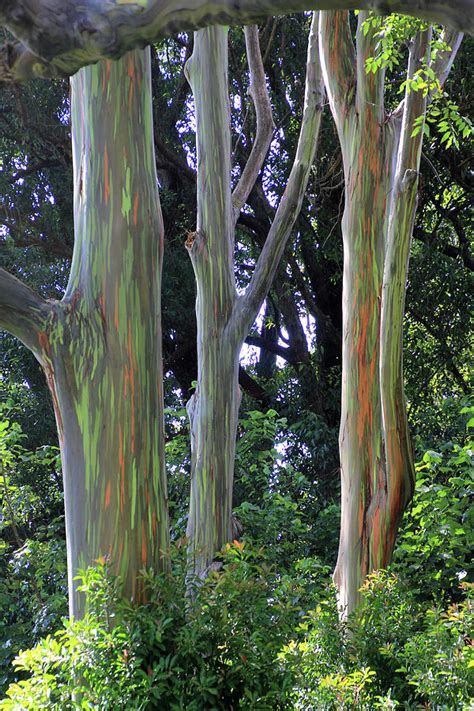 Maui Rainbow Eucalyptus Photograph By Michelle Safer