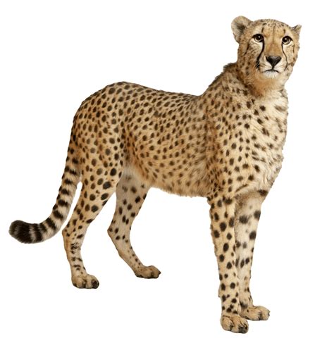 Cheetah still transparent stick clip art - Cliparting.com