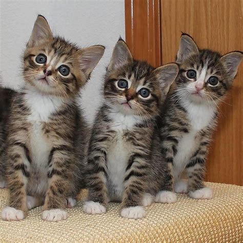 We Love Siblings In 2020 Cute Cats Photos Kittens Cutest Cute Cats