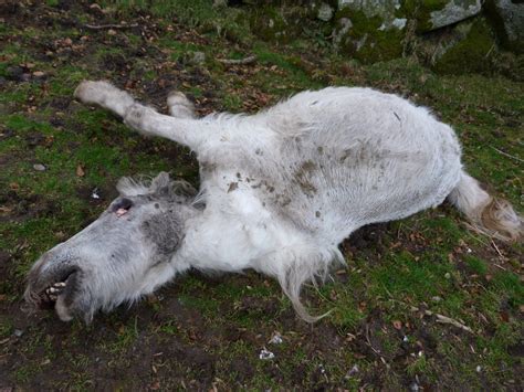 Swep Welfare Callout Blog 4th Dead Pony Reported On The Bodmin Common