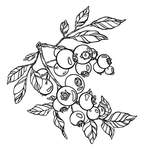 Blueberry Branch Drawing