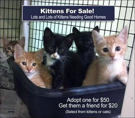 Jackson County Animal Shelter Offers Kitten Adoption Summer Special