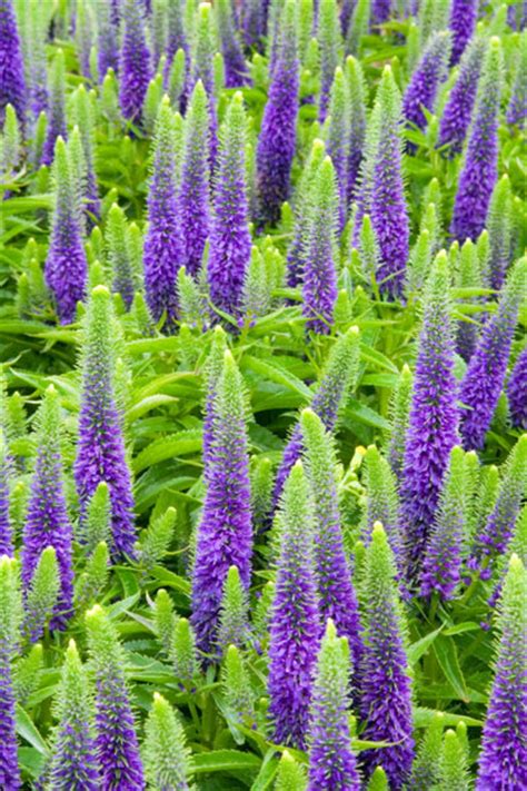 Huge collection, amazing choice, 100+ million high quality, affordable rf and rm images. Buy speedwell Veronica spicata 'Royal Candles ('Glory') (PBR)'