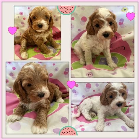 Our australian labradoodle puppies are located in southern california 35 miles east of downtown los angeles in the small college town of claremont. Labradoodle Puppies | Gorgeous Doodles | Australian ...
