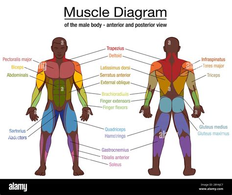 Posterior Anterior Body Diagram