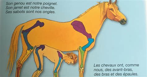 Fleurus a corrigé ce dessin chelou de «L'Imagerie du Poney et du Cheval»