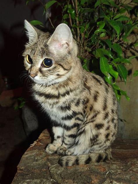 The Black Footed Cat Felis Nigripes Is The Smallest African Cat And