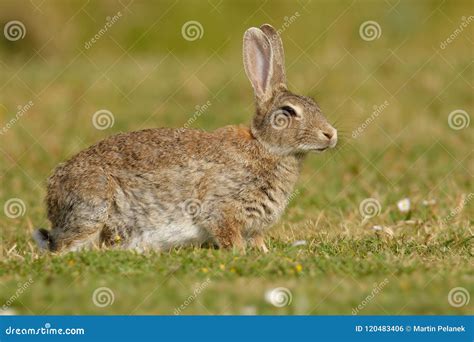 Conejo Europeo Cuniculus Del Oryctolagus Que Come En La Hierba Foto