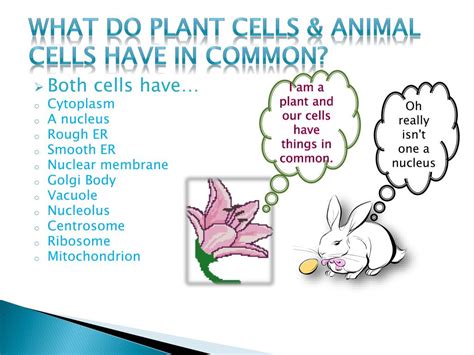 Learn vocabulary, terms and more with flashcards, games and other study tools. PPT - Cell Presentation PowerPoint Presentation, free ...