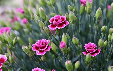 Carnations Flowers Nature Pink Hd Wallpaper Peakpx