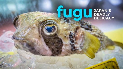 Trying Fugu Japans Deadly Delicacy The Poor Traveler Itinerary Blog