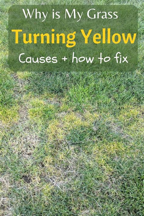 Why Is My Grass Turning Yellow How To Fix It In 2023 Lawn Care Tips
