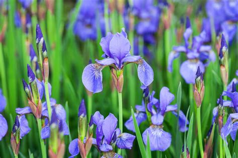 We did not find results for: Iris : planter, semer et diviser des iris bulbeux ou ...