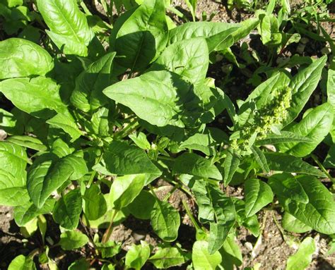 How To Grow Spinach From Seed The Garden Of Eaden
