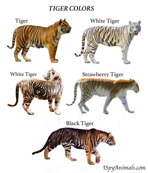 ≫ Veo Animales Los Colores De Los Tigres