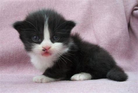 Tuxedo Munchkin Brothers For Sale In Del Valle Texas Classified