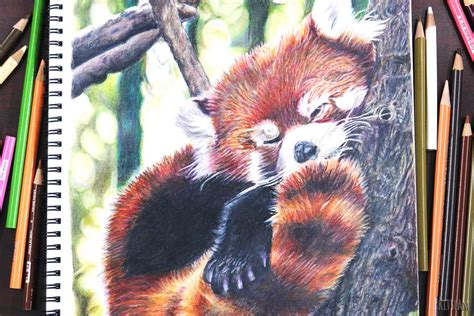 Red Panda Art Realistic Red Panda Drawing Panda Drawing Panda Art