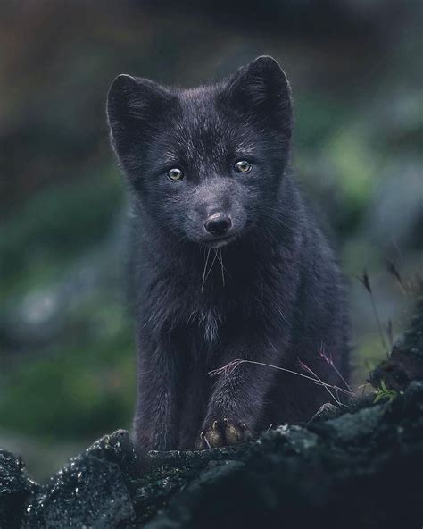 𝐄𝐱𝐤𝐥𝐮𝐬𝐢𝐯𝐞 𝐀𝐧𝐢𝐦𝐚𝐥𝐬 On Instagram A Blue Arctic Fox Baby Looking