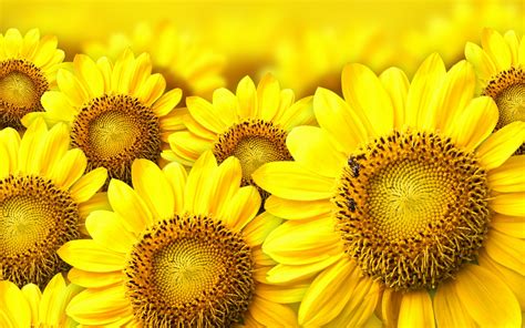 🔥 70 Sunflower Background Wallpapersafari