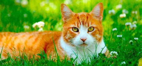 Gato Características Tipos De Gatos Qué Comen Dónde Viven