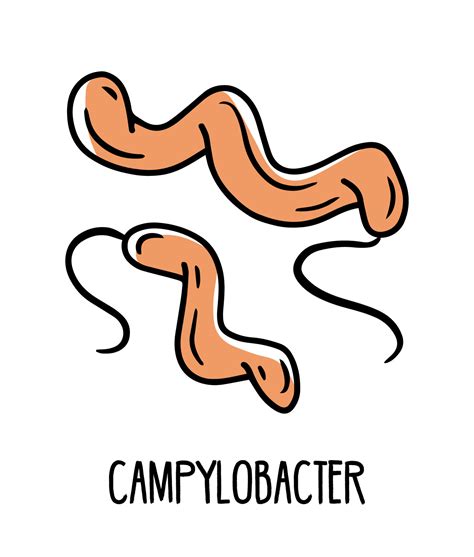 Campylobacter Bacterias Gramnegativas Curvas En La Microflora