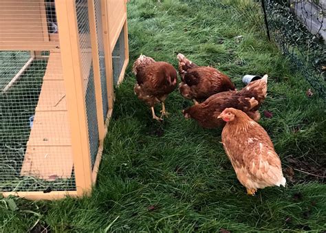 Auch wenn die hühner sich tagsüber in deinem garten bewegen können, benötigen sie einen hellen, trockenen unterschlupf für die nacht. Hühner im Garten halten - Recht in der Schweiz