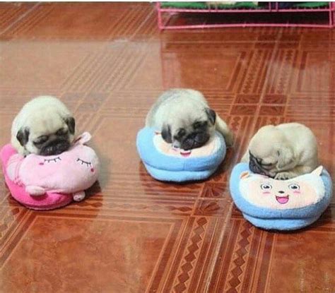 Puggiewoofs Repost Pugsloveronly ・・・ Who Want Some Slippers Baby